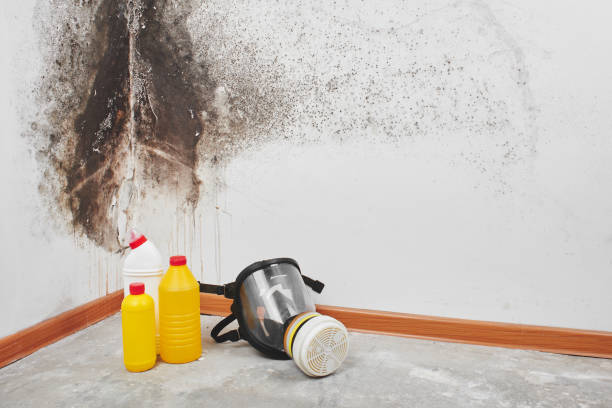 Best Mold Remediation Services  in Baltic, CT