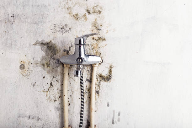 Best Toxic Mold Removal  in Baltic, CT