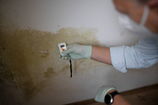 Best Black Mold Removal  in Baltic, CT