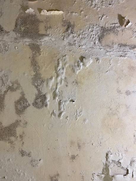 Best Emergency Mold Removal  in Baltic, CT