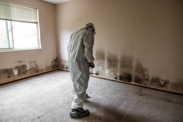 Best Certified Mold Removal  in Baltic, CT