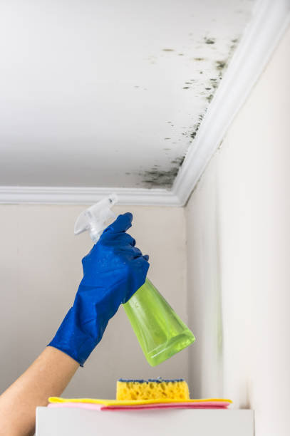 Best Affordable Mold Removal  in Baltic, CT