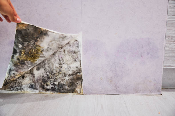 Mold Removal and Inspection in Baltic, CT